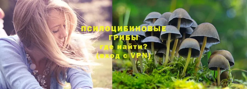 Псилоцибиновые грибы Psilocybe  Волчанск 